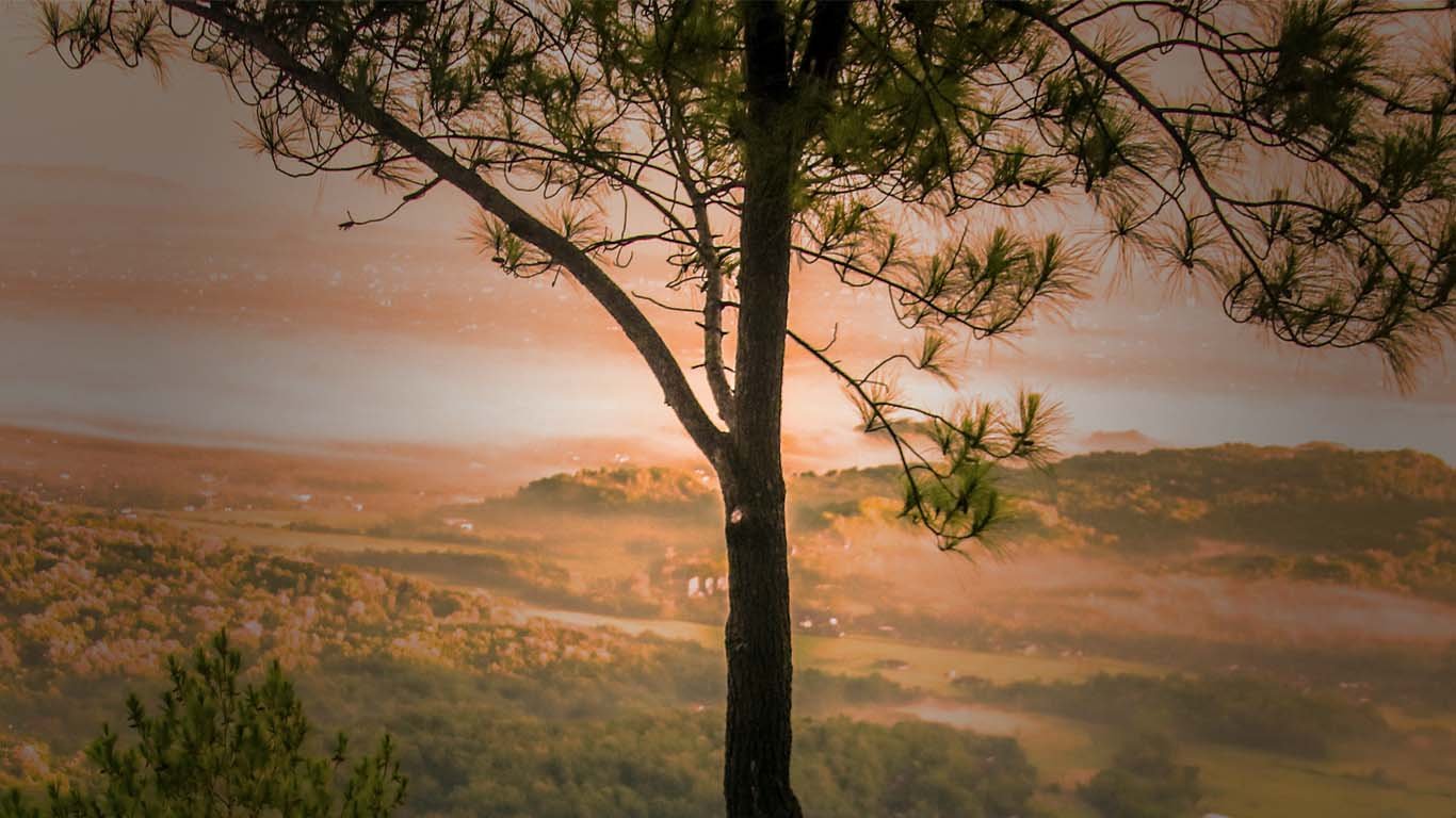 view from the treetops